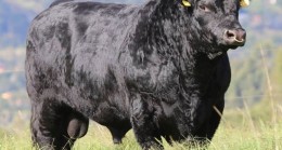 Marmaraereğlisi’nde “Angus”a Karşı Tarihi İttifak: Siyaset Tek Yürek Oldu!