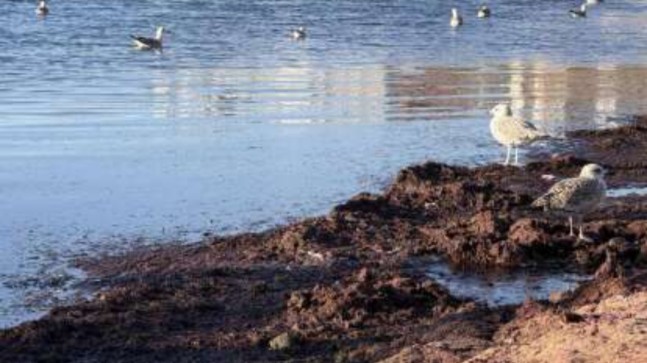 Tekirdağ sahillerinde lodos etkisi: Kırmızı yosunlar kıyıya vurdu