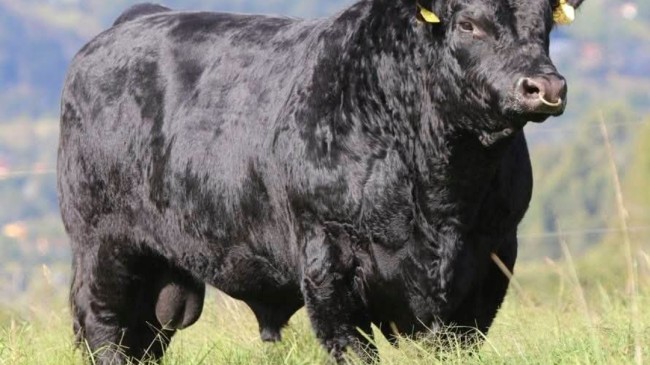 Marmaraereğlisi’nde “Angus”a Karşı Tarihi İttifak: Siyaset Tek Yürek Oldu!