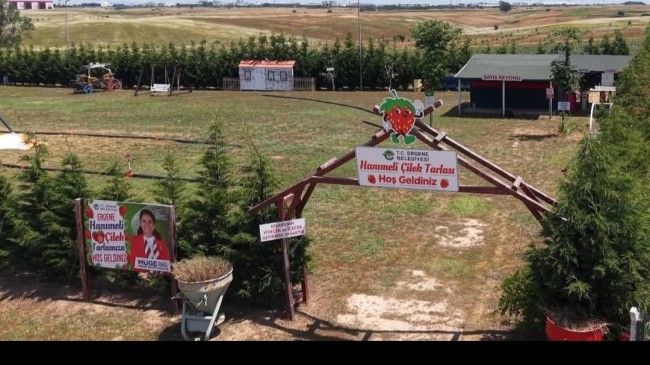 ERGENE’DE GÖRSEL ŞÖLEN BAŞLADI: LAVANTA VE ÇİLEK TARLALARI KAPILARINI AÇTI!